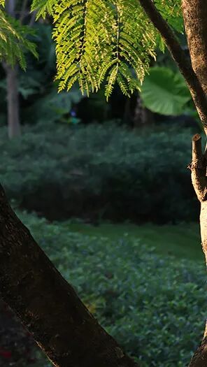 強輝新品木紋系列 | 用自然“森”呼吸,演繹生活的原生態之美(圖3) 強輝新品木紋系列 | 用自然“森”呼吸,演繹生活的原生態之美(圖3)