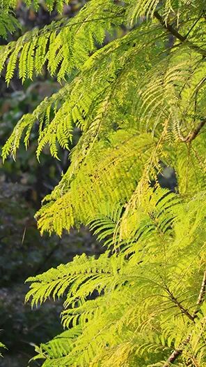 強輝新品木紋系列 | 用自然“森”呼吸,演繹生活的原生態之美(圖4) 強輝新品木紋系列 | 用自然“森”呼吸,演繹生活的原生態之美(圖4)